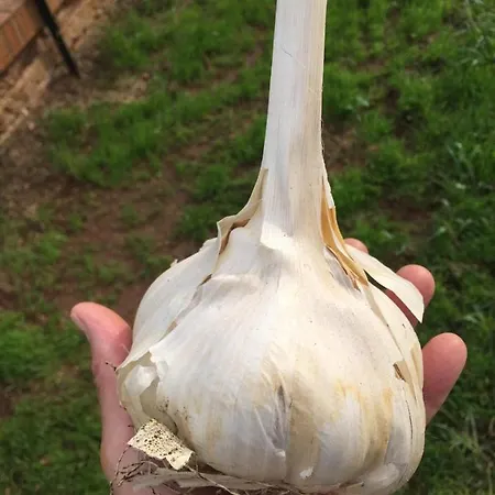 Villa Moresca Dei Trulli Fernando Ostuni