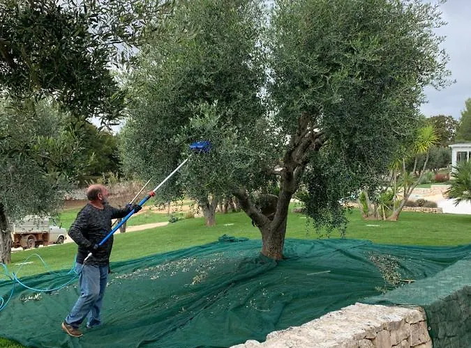 Moresca Dei Trulli Fernando